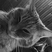 Caramel a rejoint le concours — aidez-le/la à gagner de superbes lots ! cat, person, glasses, close_up, black_and_white, selfie, whiskers, face, indoor, wooden_ceiling, pet, animal, sleepy, portrait, feline, human, eyewear, nose, mouth, fur