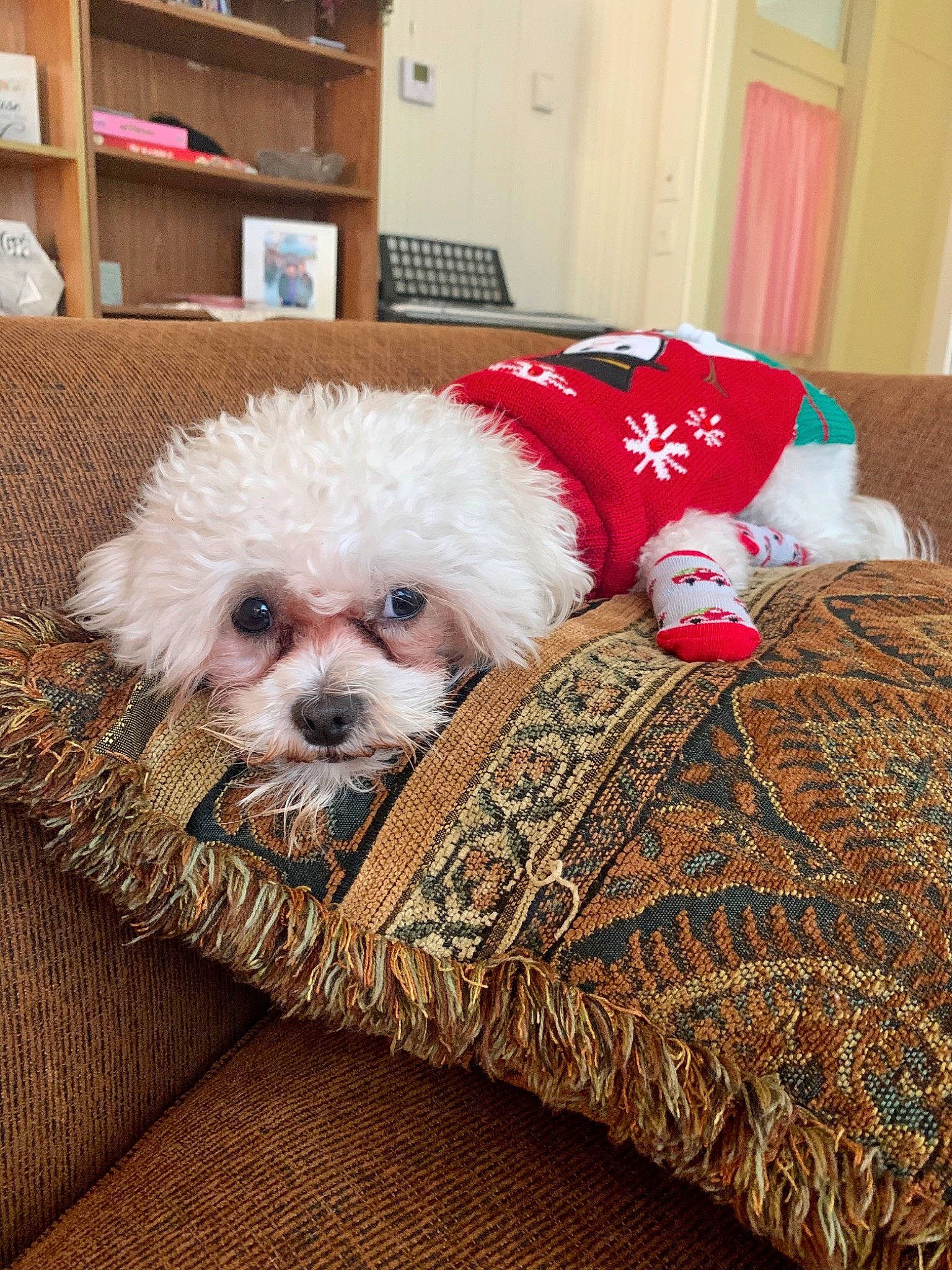 Duffy is registered to the contest to win money with this photo: bichon, bolognese, canidae, carnivore, cavachon, companion_dog, dog, dog_breed, fur, maltepoo, maltese, mammal, non_sporting_group, puppy, room, shih_tzu, snout, sporting_group, toy_dog, vertebrate