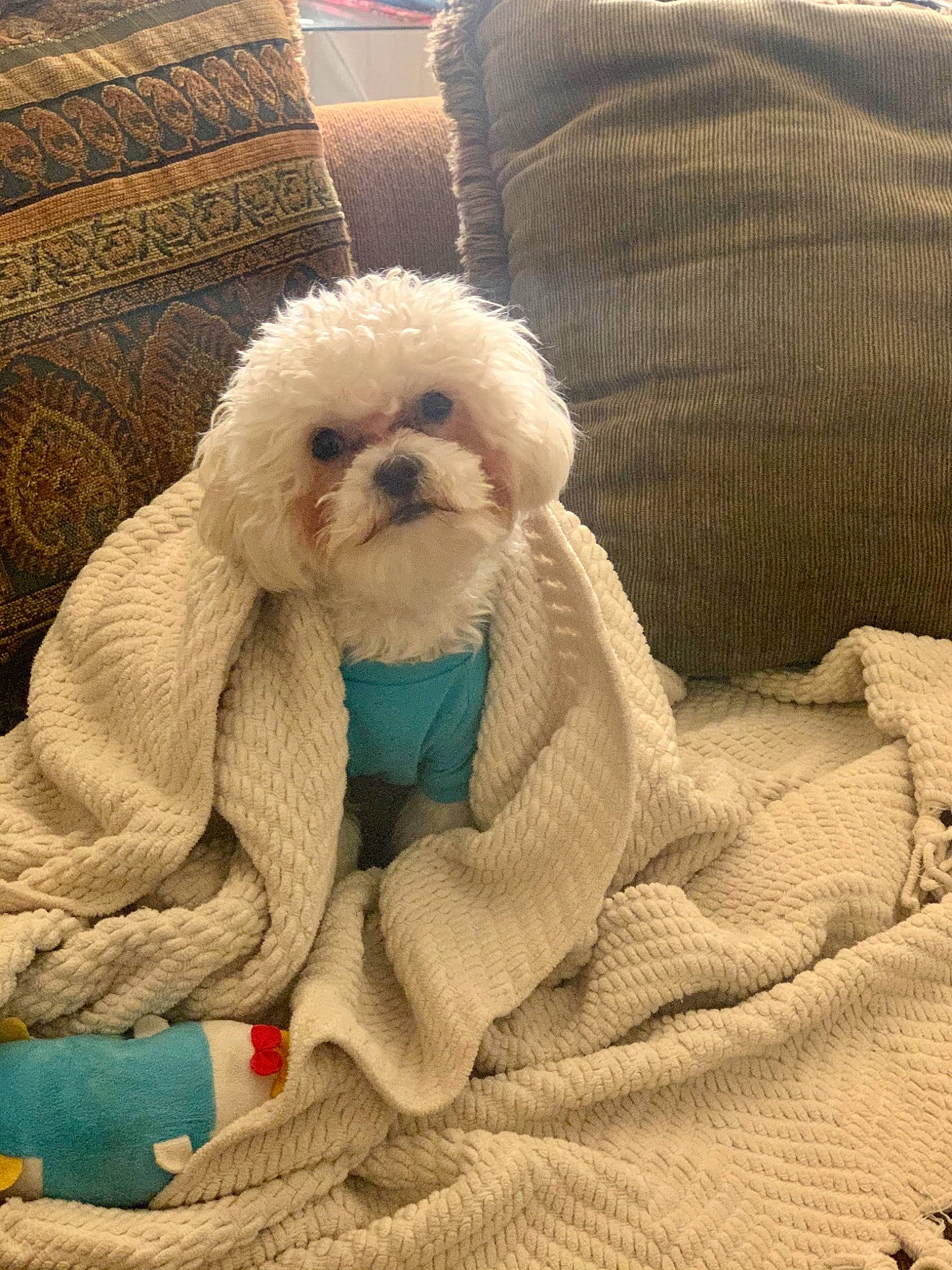 Duffy joined the competition — help win amazing prizes! bichon, bichon_frise, bolognese, canidae, carnivore, companion_dog, dog, dog_breed, fawn, fur, maltese, mammal, non_sporting_group, poodle, puppy, shih_tzu, snout, sporting_group, toy_dog, toy_poodle