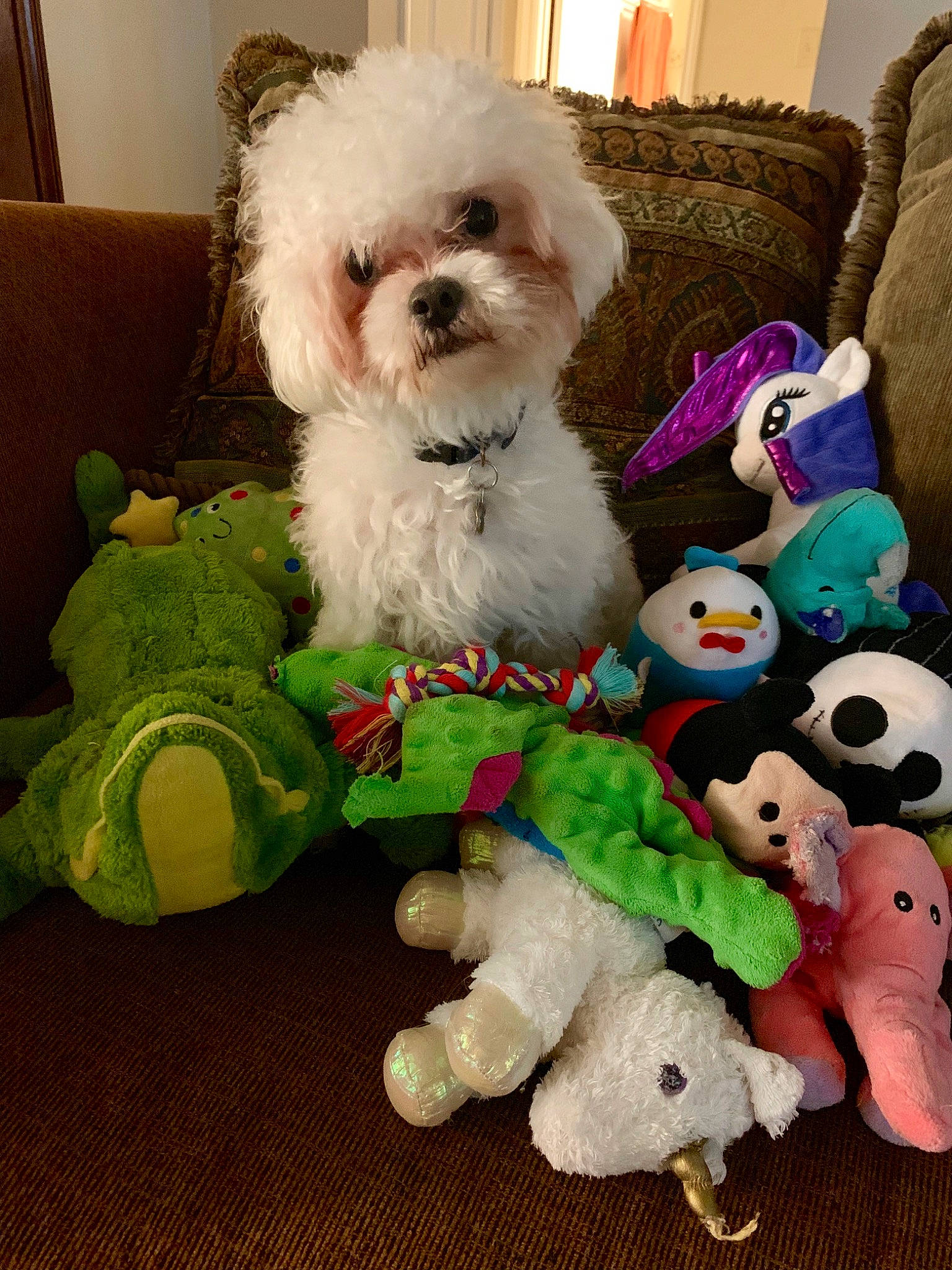 Duffy joined the competition — help win amazing prizes! bichon, bichon_frise, bolognese, bolonka, canidae, carnivore, companion_dog, dog, dog_breed, dog_toy, maltepoo, maltese, mammal, morkie, non_sporting_group, puppy, shih_tzu, toy, toy_dog, toy_poodle
