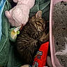 Murphy joined the competition — help win amazing prizes! animal, cat, cozy, cute, fur, green, indoor, kitten, litter_box, nap, pet, pink, plush_toy, resting, sleeping, soft, stuffed_animal, tabby, towel, toy