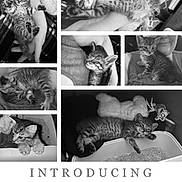 Murphy joined the competition — help win amazing prizes! arm, black_and_white, blanket, cat, collage, cozy, cute, face, furniture, holding, human, indoor, introducing, kitten, litter_box, pet, playing, portrait, sleeping, toy