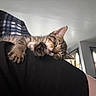 Murphy is registered to the contest to win money with this photo: animal, blanket, cat, closeup, cozy, curtains, domestic, feline, furniture, indoor, kitten, nap, paw, pet, plaid, quiet, resting, sleeping, tabby, window