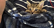 Murphy is registered to the contest to win money with this photo: animal, blanket, cat, close_up, comfort, cozy, cute, fur, indoor, kitten, paws, person, pet, plaid, resting, snuggling, soft_texture, striped_shirt, tabby, wide_eyes