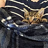 animal, blanket, cat, close_up, comfort, cozy, cute, fur, indoor, kitten, paws, person, pet, plaid, resting, snuggling, soft_texture, striped_shirt, tabby, wide_eyes