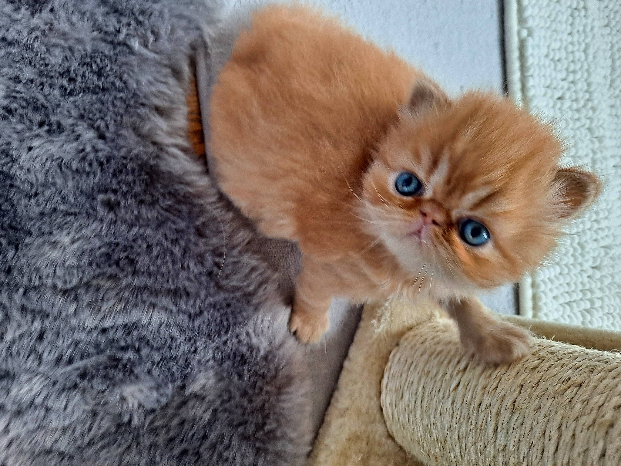 Union-jack participe au concours pour gagner de l'argent avec cette photo : balinese, british_longhair, canidae, carnivore, cat, claw, close_up, companion_dog, dog_breed, domestic_short_haired_cat, fawn, felidae, fur, paw, small_to_medium_sized_cats, snout, tail, terrestrial_animal, whiskers, wildlife