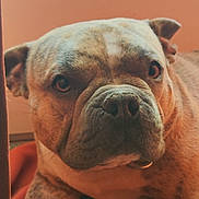 Tixy a rejoint le concours — aidez-le/la à gagner de superbes lots ! animal, brown, bulldog, canine, close_up, companion, cute, dog, domestic_animal, ears, expression, face, fur, indoor, orange_background, pet, portrait, resting, snout, wrinkles