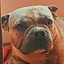 animal, brown, bulldog, canine, close_up, companion, cute, dog, domestic_animal, ears, expression, face, fur, indoor, orange_background, pet, portrait, resting, snout, wrinkles