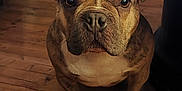 Tixy participe au concours pour gagner de l'argent avec cette photo : animal, bulldog, canine, computer, computerhardware, dog, electronics, frenchbulldog, hardware, hardwood, indoors, interiordesign, monitor, pet, pitbull, plant, plywood, screen, stainedwood, wood