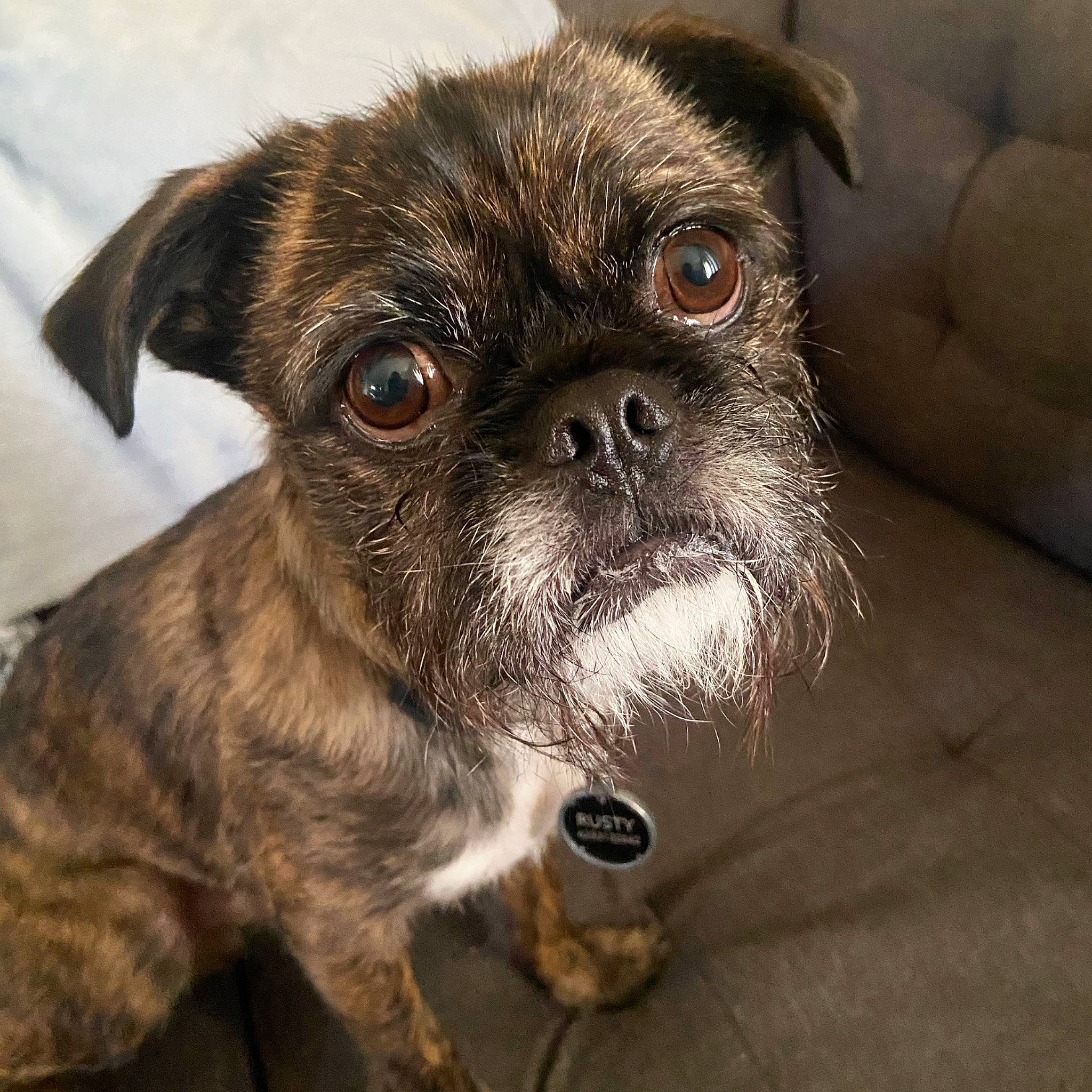 Rusty joined the competition — help win amazing prizes! canidae, carnivore, companion_dog, dog, dog_breed, ear, eye, fawn, fur, iris, liver, pug, reflex_camera, snout, sporting_group, terrestrial_animal, toy_dog, whiskers, working_animal, wrinkle