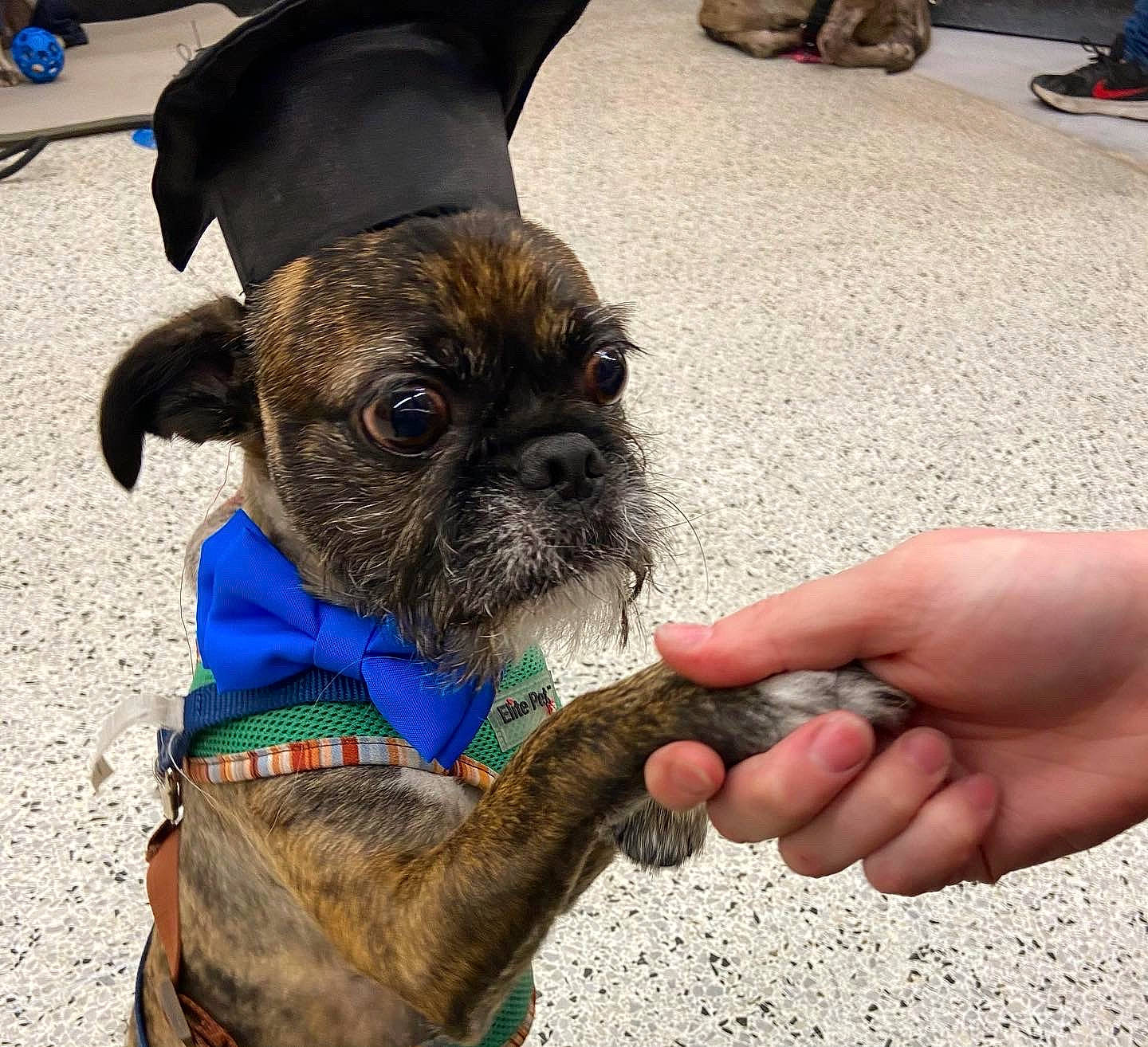 Rusty is registered to the contest to win money with this photo: carnivore, collar, companion_dog, dog, dog_breed, dog_collar, dog_supply, ear, fashion_accessory, fawn, fur, leash, liver, pet_supply, pug, snout, sporting_group, toy_dog, working_animal, wrinkle