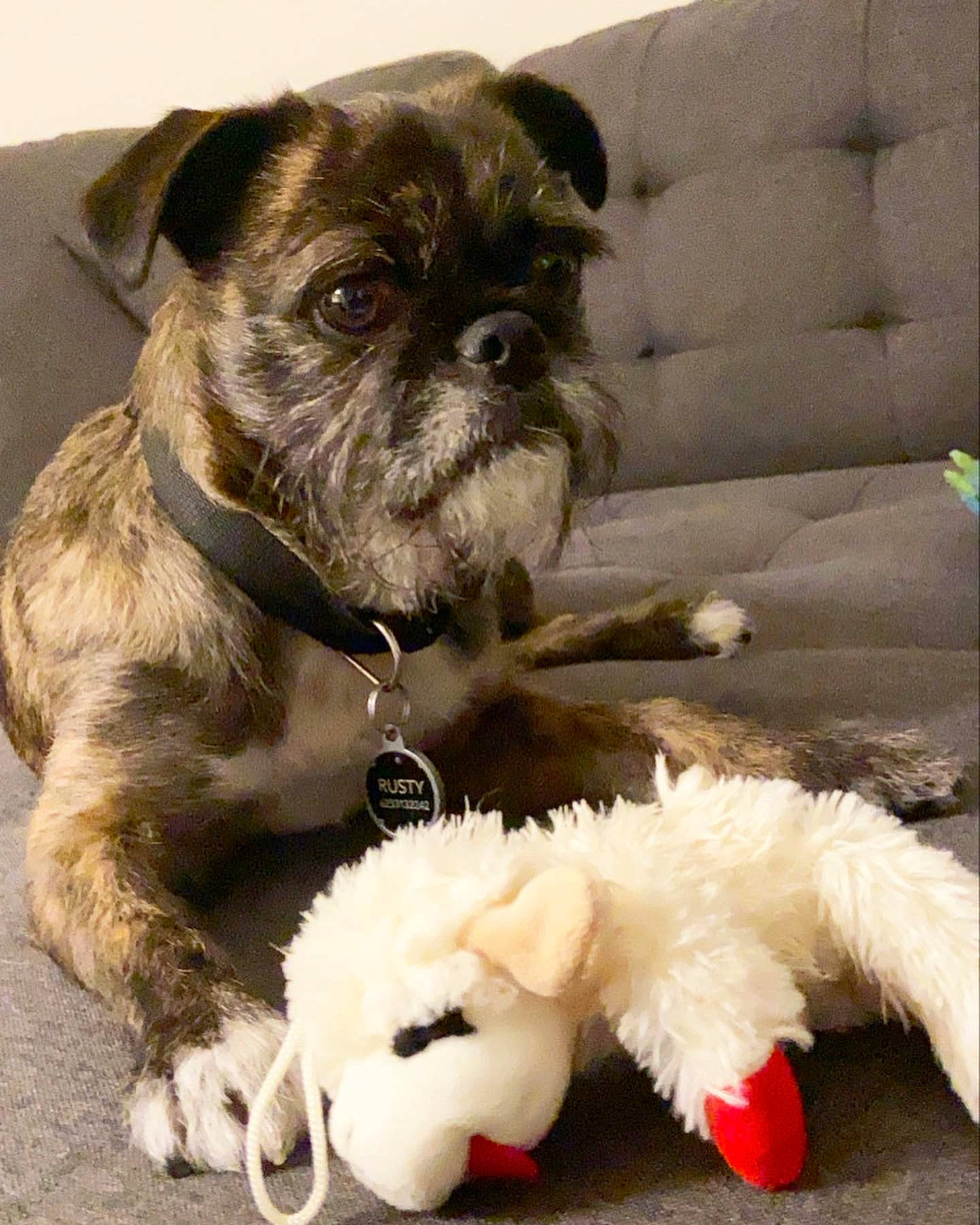 Rusty is registered to the contest to win money with this photo: canidae, carnivore, collar, companion_dog, couch, dog, dog_breed, dog_collar, dog_supply, fawn, fur, liver, mammal, pet_supply, small_terrier, snout, sporting_group, terrier, toy_dog, working_animal