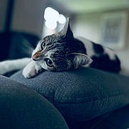 Nairobi a rejoint le concours — aidez-le/la à gagner de superbes lots ! animal, blurred_background, cat, close_up, comfort, cozy, curious_eyes, cushion, ears, feline, gray, home, indoor, lounging, pet, relaxed, resting, soft, tabby, whiskers