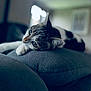 animal, blurred_background, cat, close_up, comfort, cozy, curious_eyes, cushion, ears, feline, gray, home, indoor, lounging, pet, relaxed, resting, soft, tabby, whiskers