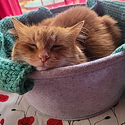 Noisette participe au concours pour gagner de l'argent avec cette photo : cat, orange_cat, sleeping, cozy, basket, blanket, knitted_blanket, indoor, tablecloth, floral_pattern, red_curtains, pet, feline, resting, cute, fur, closeup, peaceful, domestic_animal, soft_texture