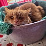 cat, orange_cat, sleeping, cozy, basket, blanket, knitted_blanket, indoor, tablecloth, floral_pattern, red_curtains, pet, feline, resting, cute, fur, closeup, peaceful, domestic_animal, soft_texture