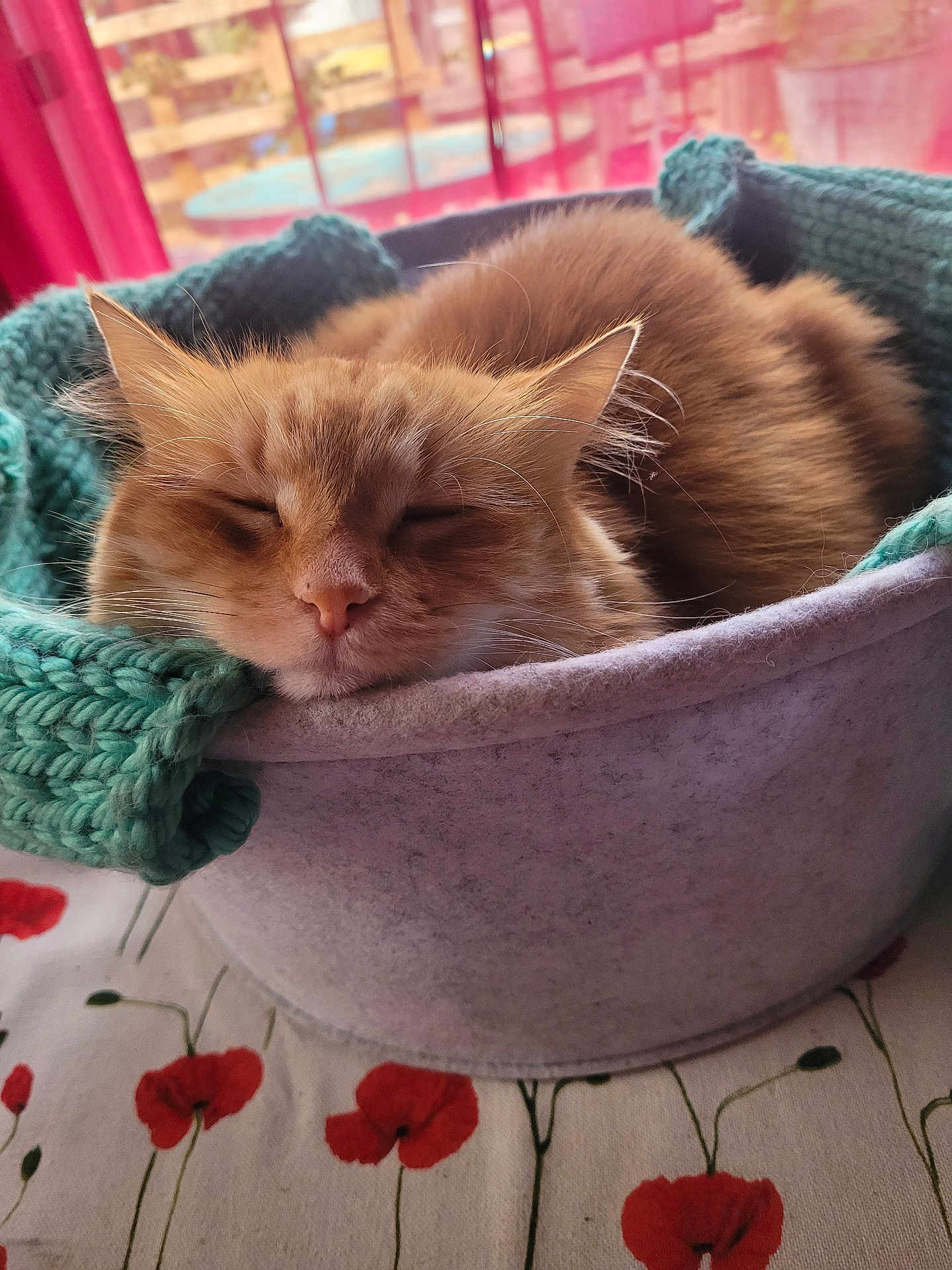 Noisette participe au concours pour gagner de l'argent avec cette photo : cat, orange_cat, sleeping, cozy, basket, blanket, knitted_blanket, indoor, tablecloth, floral_pattern, red_curtains, pet, feline, resting, cute, fur, closeup, peaceful, domestic_animal, soft_texture