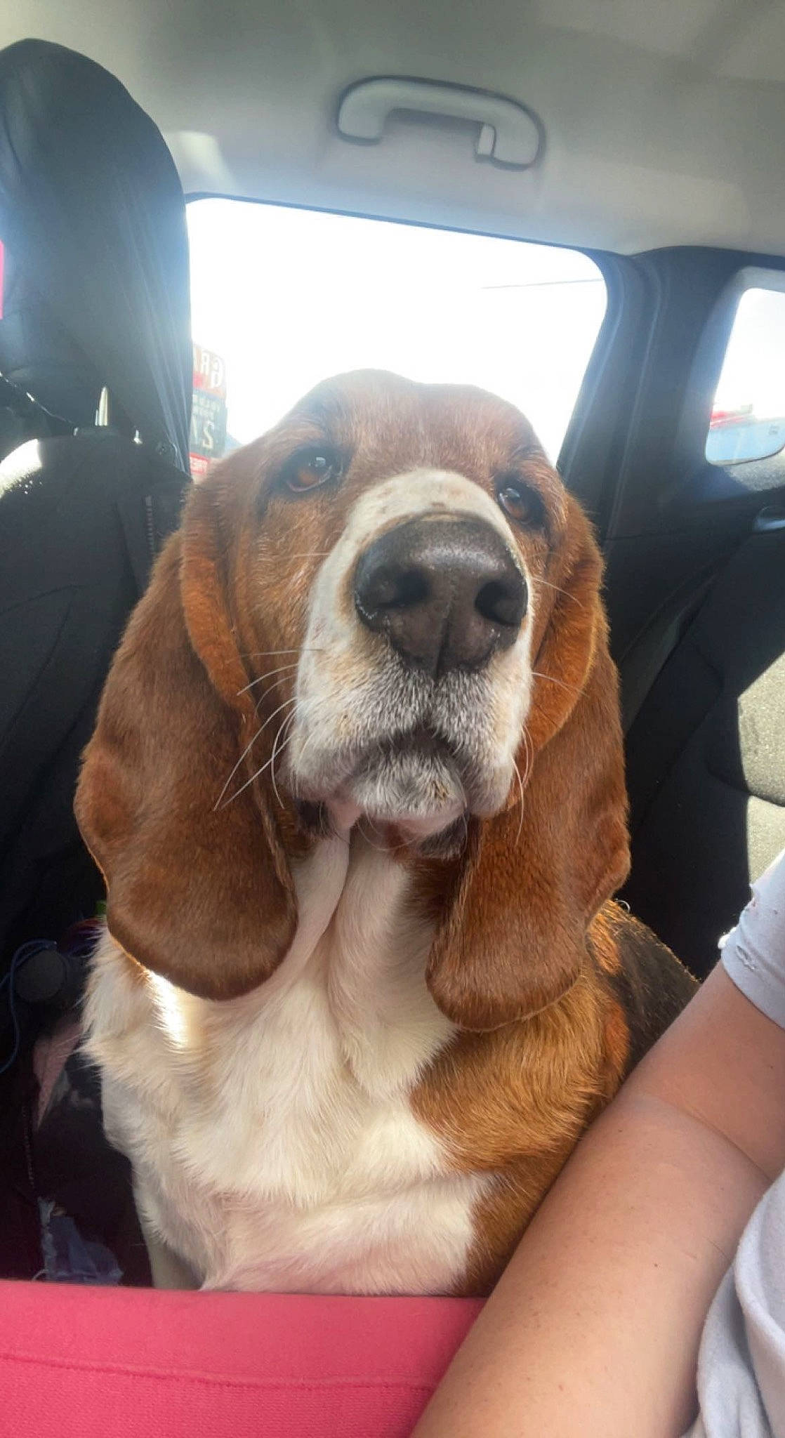 Annie is registered to the contest to win money with this photo: automotive_mirror, canidae, carnivore, comfort, companion_dog, dog, dog_breed, family_car, fawn, fur, liver, luxury_vehicle, metal, scent_hound, selfie, snout, sporting_group, vehicle_door, whiskers, working_animal