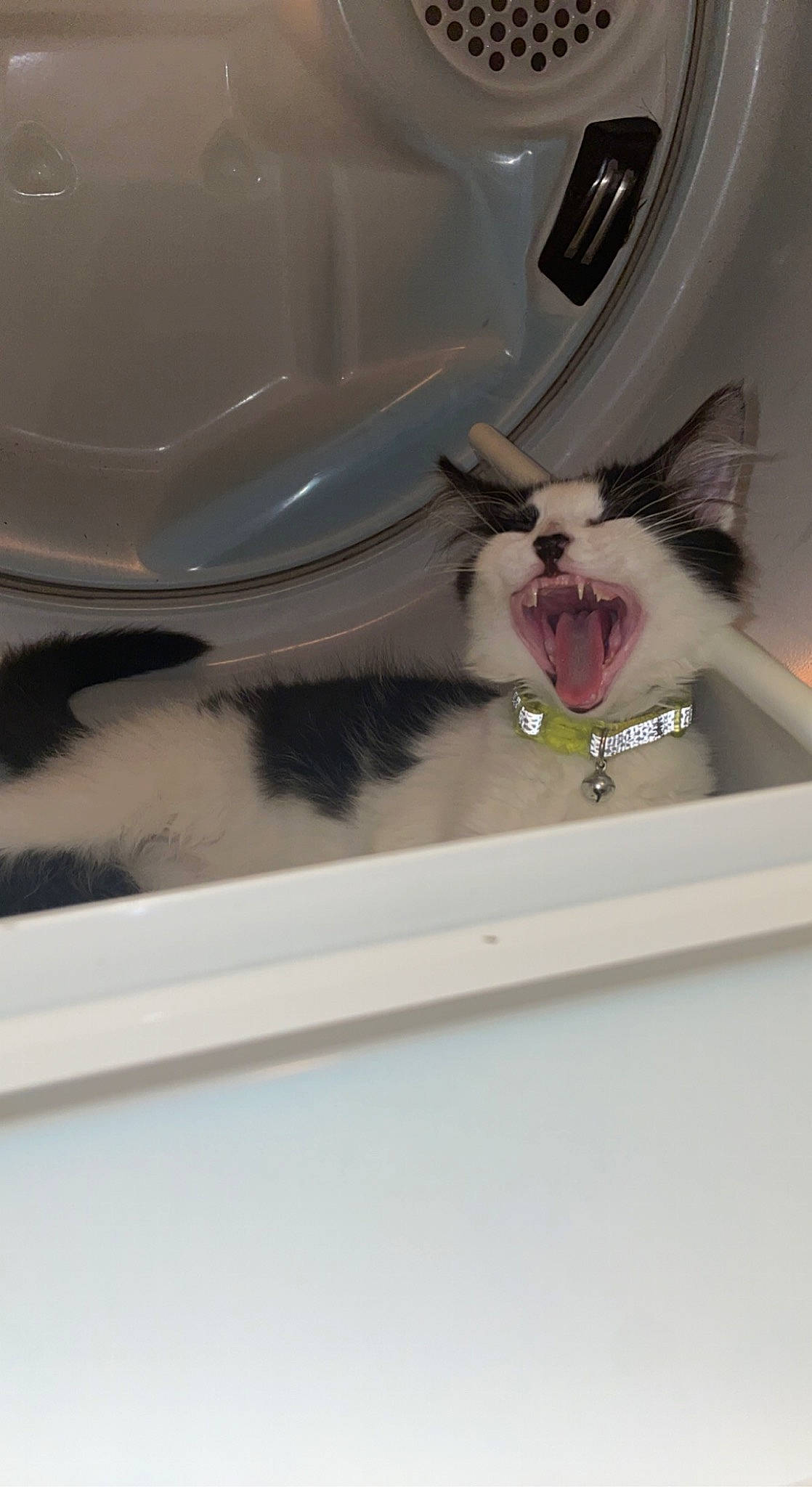 Chevelle is registered to the contest to win money with this photo: auto_part, automotive_design, automotive_exterior, automotive_lighting, car, carnivore, cat, eyelash, fang, felidae, fender, hood, jaw, motor_vehicle, roar, small_to_medium_sized_cats, smile, vehicle, vehicle_door, whiskers