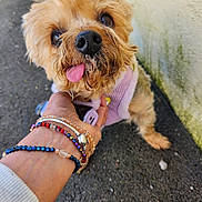 Zoé participe au concours pour gagner de l'argent avec cette photo : dog, small_dog, tongue_out, pet, close_up, animal, hand, bracelets, wrist, pavement, outdoor, fur, nose, eyes, muzzle, sweater, wall, moss, leash, cute