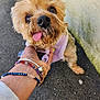 dog, small_dog, tongue_out, pet, close_up, animal, hand, bracelets, wrist, pavement, outdoor, fur, nose, eyes, muzzle, sweater, wall, moss, leash, cute