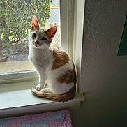 Max joined the competition — help win amazing prizes! cat, white_cat, orange_patches, sitting, windowsill, window, indoor, home, pet, feline, whiskers, ears, greenery, backyard, natural_light, portrait, cozy, rug, pastel, curious
