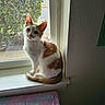 cat, white_cat, orange_patches, sitting, windowsill, window, indoor, home, pet, feline, whiskers, ears, greenery, backyard, natural_light, portrait, cozy, rug, pastel, curious
