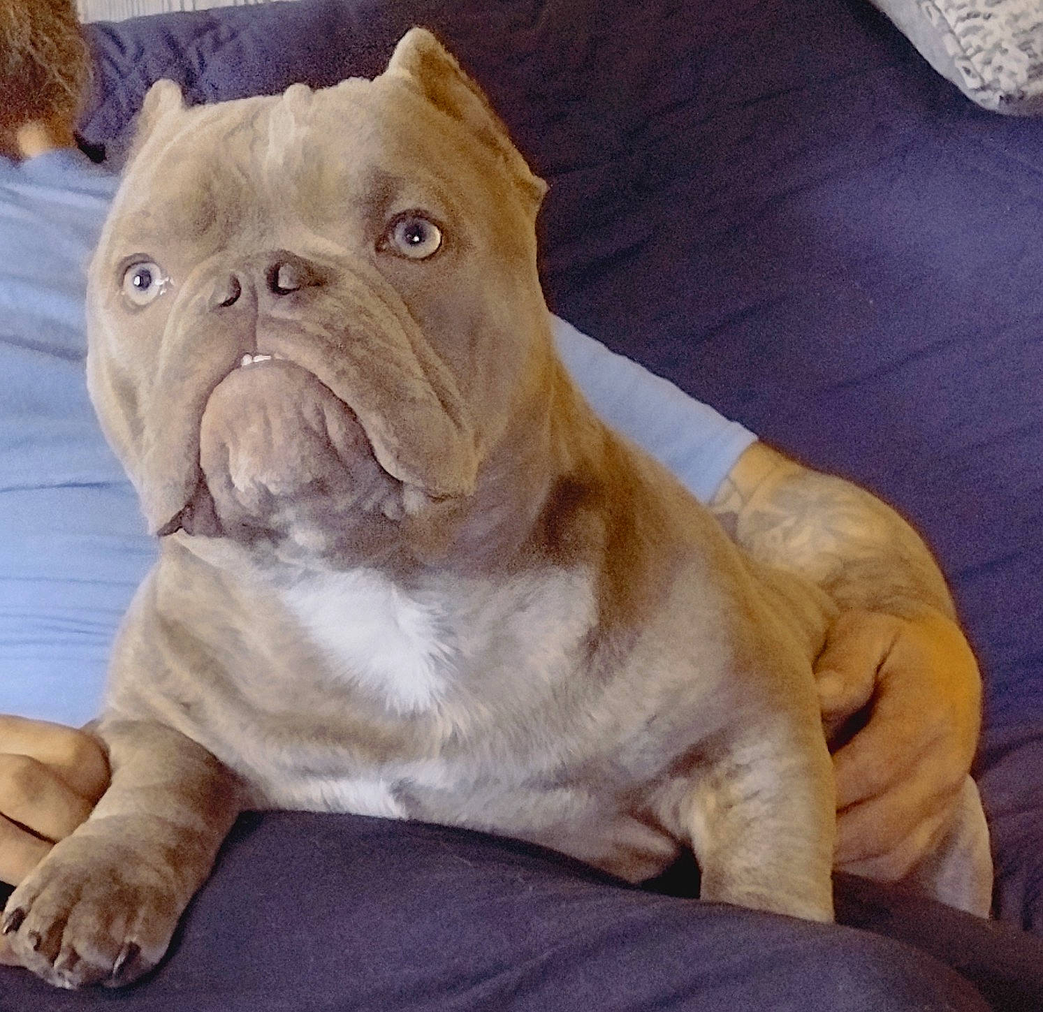 King Louie is registered to the contest to win money with this photo: bulldog, canidae, carnivore, comfort, companion_dog, dog, dog_breed, fawn, felidae, molosser, non_sporting_group, puppy, snout, sporting_group, terrestrial_animal, toy_dog, whiskers, white_english_bulldog, working_animal, wrinkle