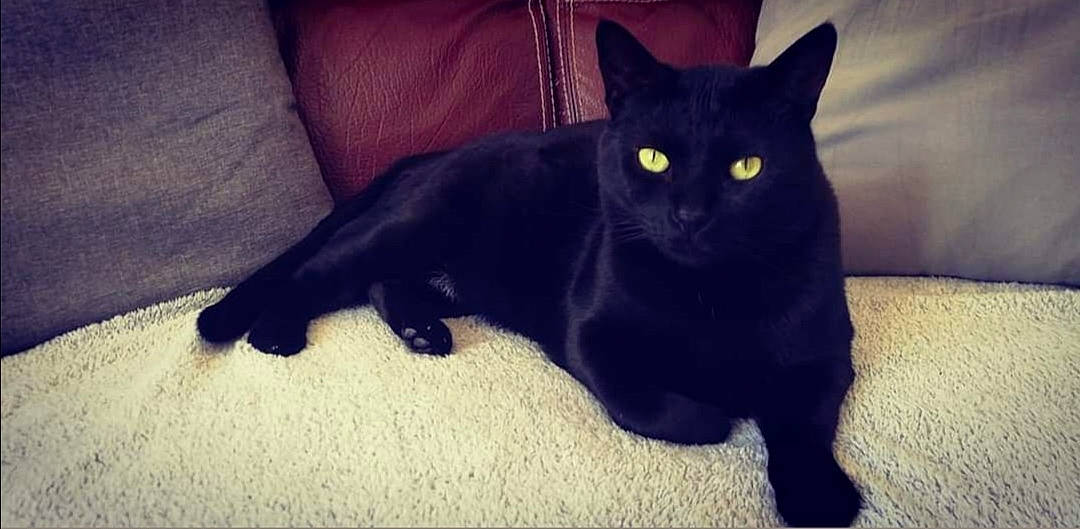 Minouche a rejoint le concours — aidez-le/la à gagner de superbes lots ! black_cat, bombay, carnivore, cat, claw, comfort, couch, domestic_short_haired_cat, electric_blue, felidae, fur, small_to_medium_sized_cats, snout, tail, terrestrial_animal, whiskers