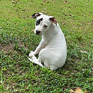 Luna is registered to the contest to win money with this photo: puppy, dog, grass, outdoor, pet, white_dog, black_patch, cute, animal, sitting, young_dog, nature, greenery, backyard, curious, small_dog, canine, leaf, street, trash_bin