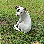 puppy, dog, grass, outdoor, pet, white_dog, black_patch, cute, animal, sitting, young_dog, nature, greenery, backyard, curious, small_dog, canine, leaf, street, trash_bin