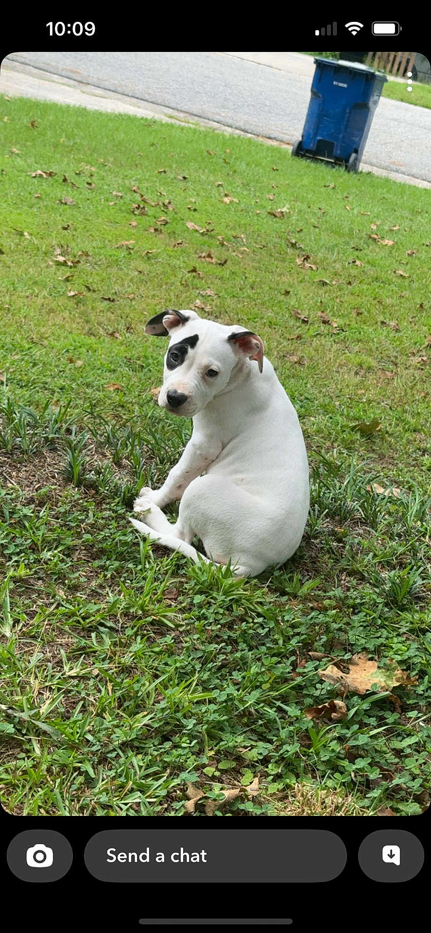 Luna is registered to the contest to win money with this photo: puppy, dog, grass, outdoor, pet, white_dog, black_patch, cute, animal, sitting, young_dog, nature, greenery, backyard, curious, small_dog, canine, leaf, street, trash_bin