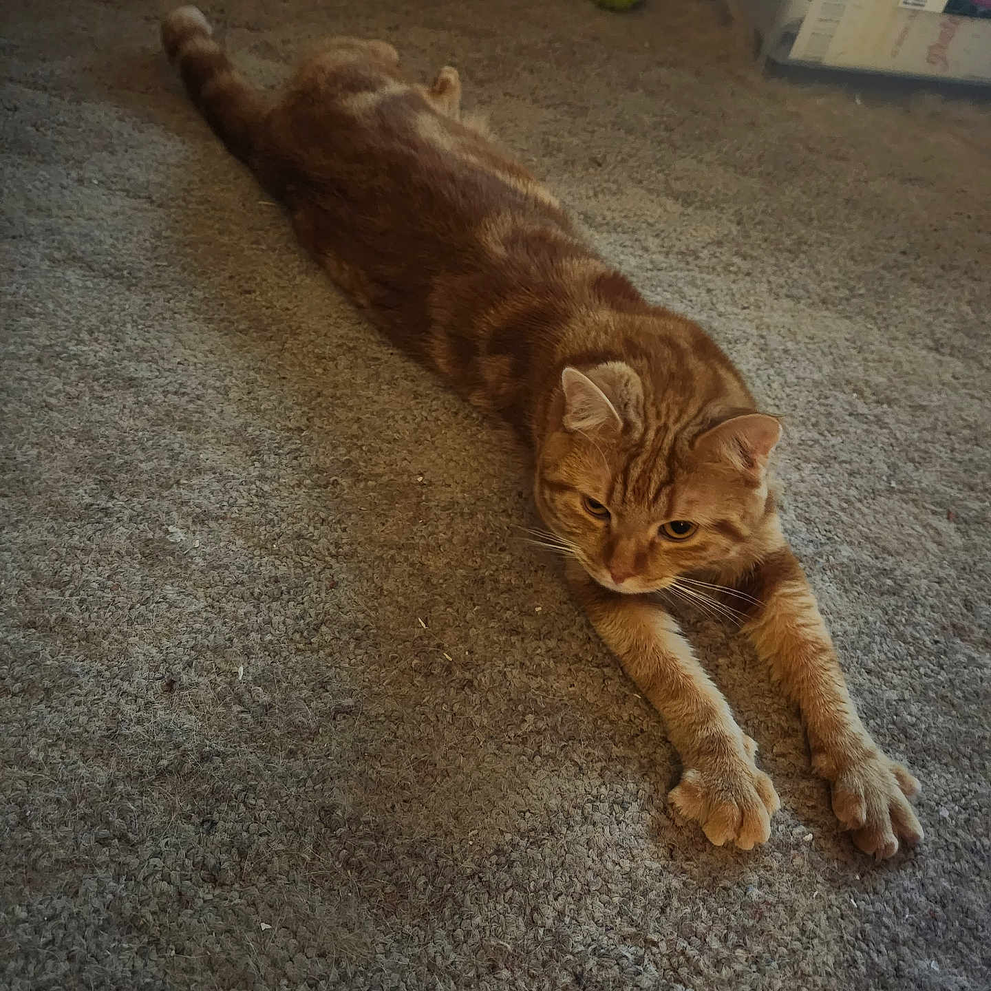 Ann Durham is registered to the contest to win money with this photo: animal, carpet, cat, ears, feline, floor, fur, ginger_cat, home, indoor, laying_down, looking, paws, pet, relaxed, storage_bins, stretching, toy, whiskers, yellow_ball