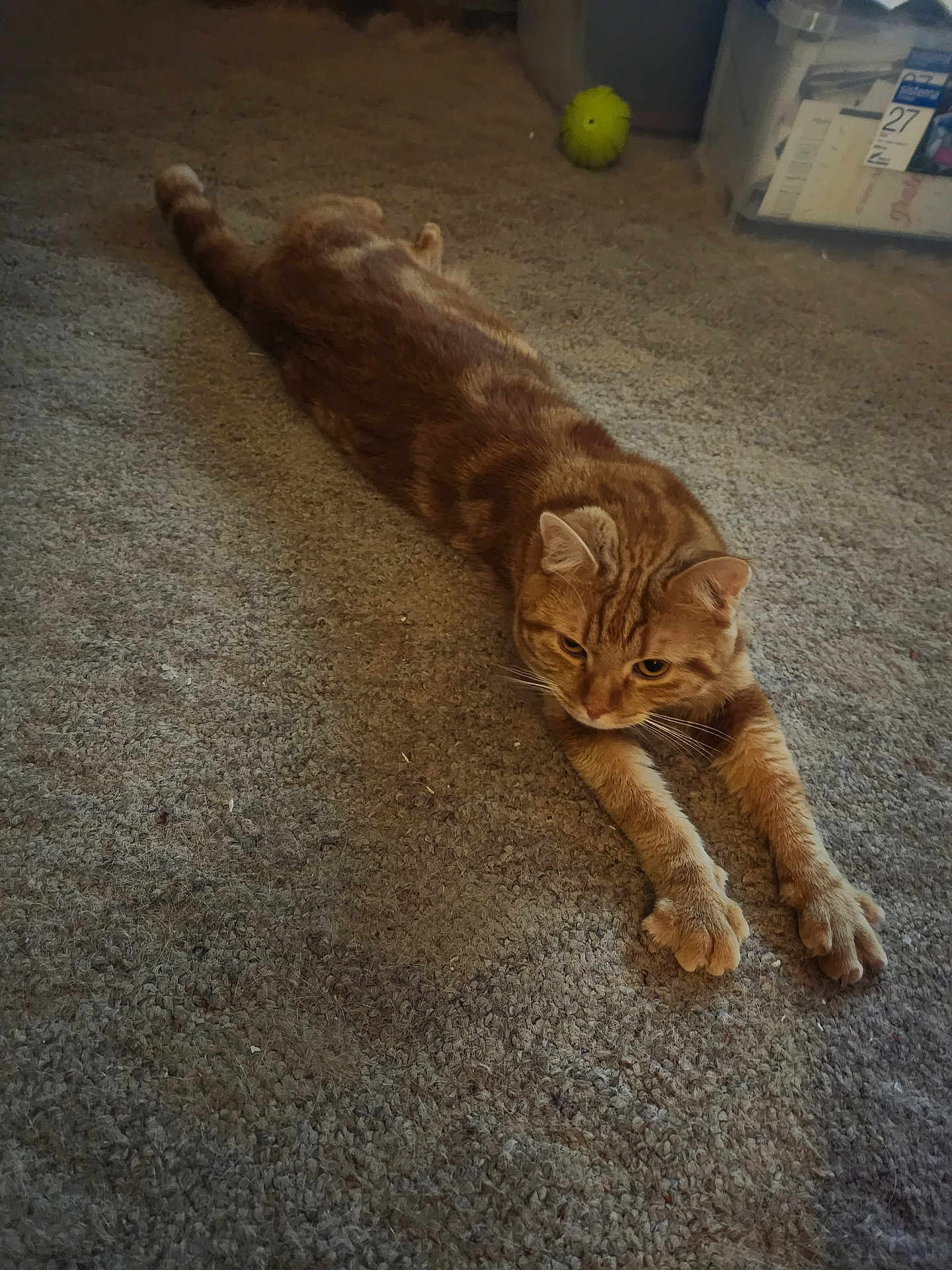 Ann Durham is registered to the contest to win money with this photo: cat, ginger_cat, stretching, carpet, indoor, pet, animal, feline, paws, relaxed, floor, toy, yellow_ball, storage_bins, home, fur, whiskers, ears, looking, laying_down