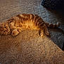 cat, ginger_cat, carpet, indoor, pet, feline, cute, relaxed, fur, whiskers, tail, paws, animal, mammal, domestic, cozy, resting, curious, orange, lying_down
