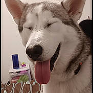 Atlas is registered to the contest to win money with this photo: dog, husky, pet, tongue_out, bed, blanket, indoor, happy, canine, fur, ears, smiling, animal, domestic, mammal, room, white_wall, collar, cute, closeup
