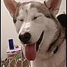 dog, husky, pet, tongue_out, bed, blanket, indoor, happy, canine, fur, ears, smiling, animal, domestic, mammal, room, white_wall, collar, cute, closeup