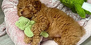 Honey joined the competition — help win amazing prizes! animal, brown_dog, cozy, curly_fur, cute, dog, floor, green, indoors, pet, pet_bed, pink, plush_toy, puppy, relaxation, resting, sleeping, soft, stuffed_animal, toy