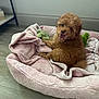 Honey is registered to the contest to win money with this photo: animal, blanket, brown_dog, cozy, curly_fur, cute, dog, floor, fur, home, indoor, looking_back, mouth_open, pet, pet_bed, pink_bed, playful, puppy, small_dog, toy