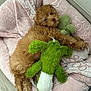 Honey joined the competition — help win amazing prizes! animal, blanket, cozy, cuddling, curly_fur, cute, dog, floor, fur, green, indoor, pet_bed, pink, plush_toy, puppy, relaxed, sleepy, soft, toy, young_dog