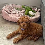 Honey joined the competition — help win amazing prizes! animal, brown_dog, collar, companion, cozy, curly_fur, cute, dog, domestic, flooring, green_toy, indoor, pet_bed, pink_bed, plush_toy, puppy, relaxed, resting, wooden_floor, young_dog