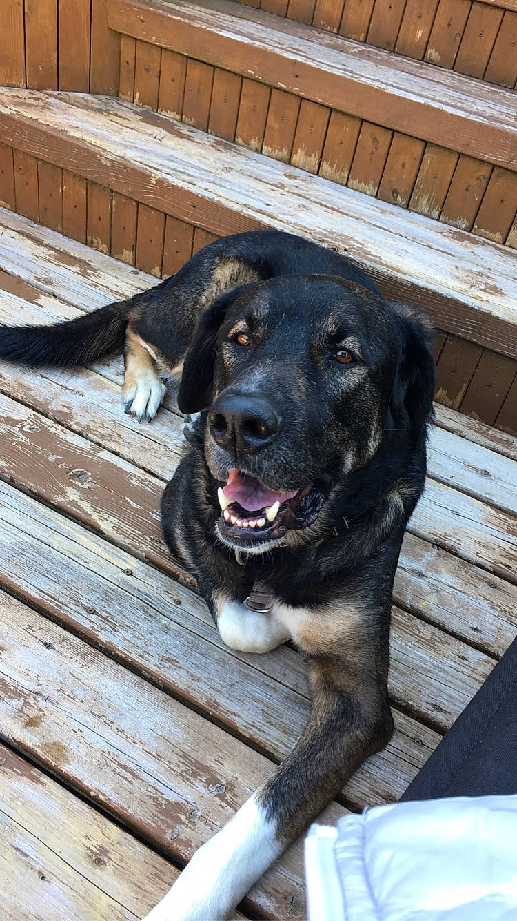 Harley is registered to the contest to win money with this photo: borador, carnivore, collar, companion_dog, dog, dog_breed, dog_collar, fawn, fur, guard_dog, gun_dog, hardwood, plank, retriever, snout, sporting_group, whiskers, window, wood, working_animal