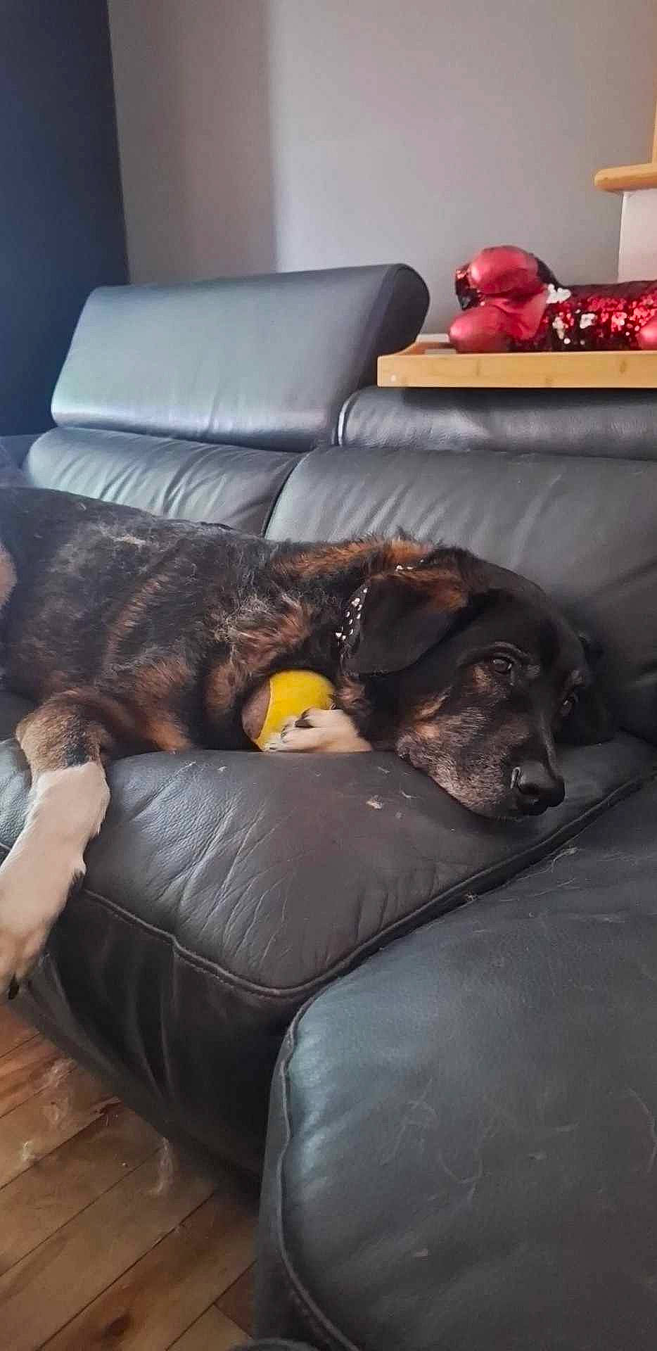 Harley is registered to the contest to win money with this photo: brown, canidae, carnivore, chair, comfort, companion_dog, couch, dog, dog_breed, floor, flooring, fur, furniture, hardwood, liver, living_room, room, sporting_group, studio_couch, working_animal