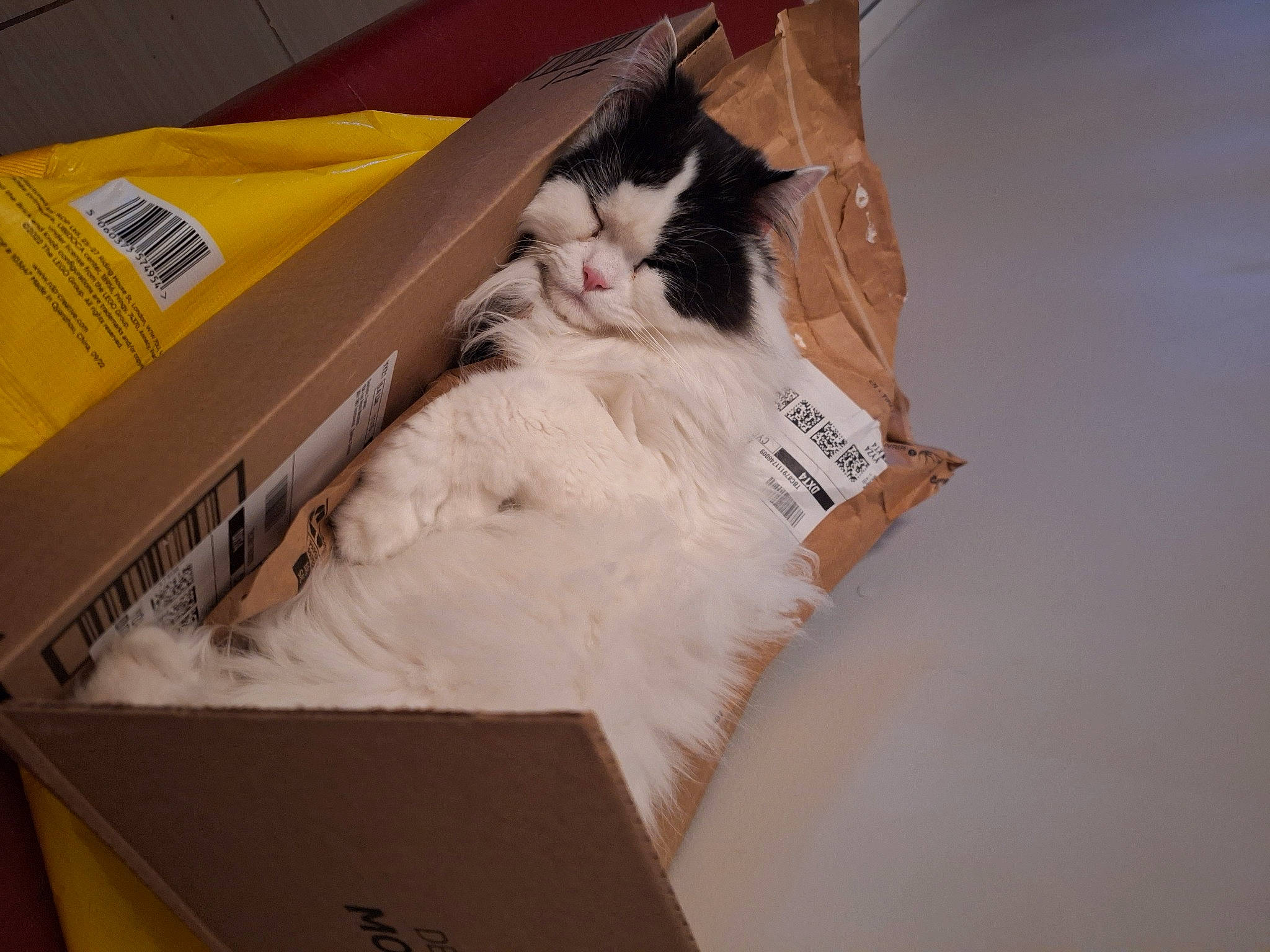 Samouraï is registered to the contest to win money with this photo: box, cardboard, carnivore, carton, cat, comfort, domestic_short_haired_cat, drawer, felidae, formal_wear, fur, packaging_and_labeling, packing_materials, paper, paper_bag, paper_product, shipping_box, small_to_medium_sized_cats, whiskers, wood