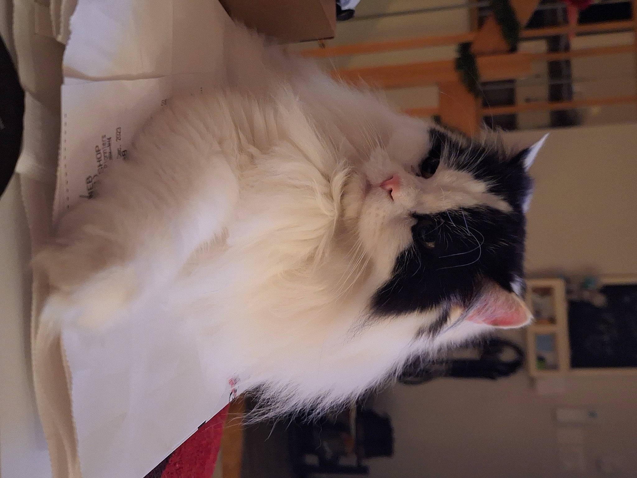 Samouraï is registered to the contest to win money with this photo: carnivore, cat, fang, felidae, fur, paw, roar, small_to_medium_sized_cats, snout, tail, whiskers, yawn