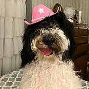 Breezi is registered to the contest to win money with this photo: dog, pet, indoor, curly_fur, black_and_white, cowboy_hat, pink_hat, tongue_out, cute, fluffy, bedspread, dresser, fan, decor, animal, portrait, companion, domestic_animal, fur, smiling