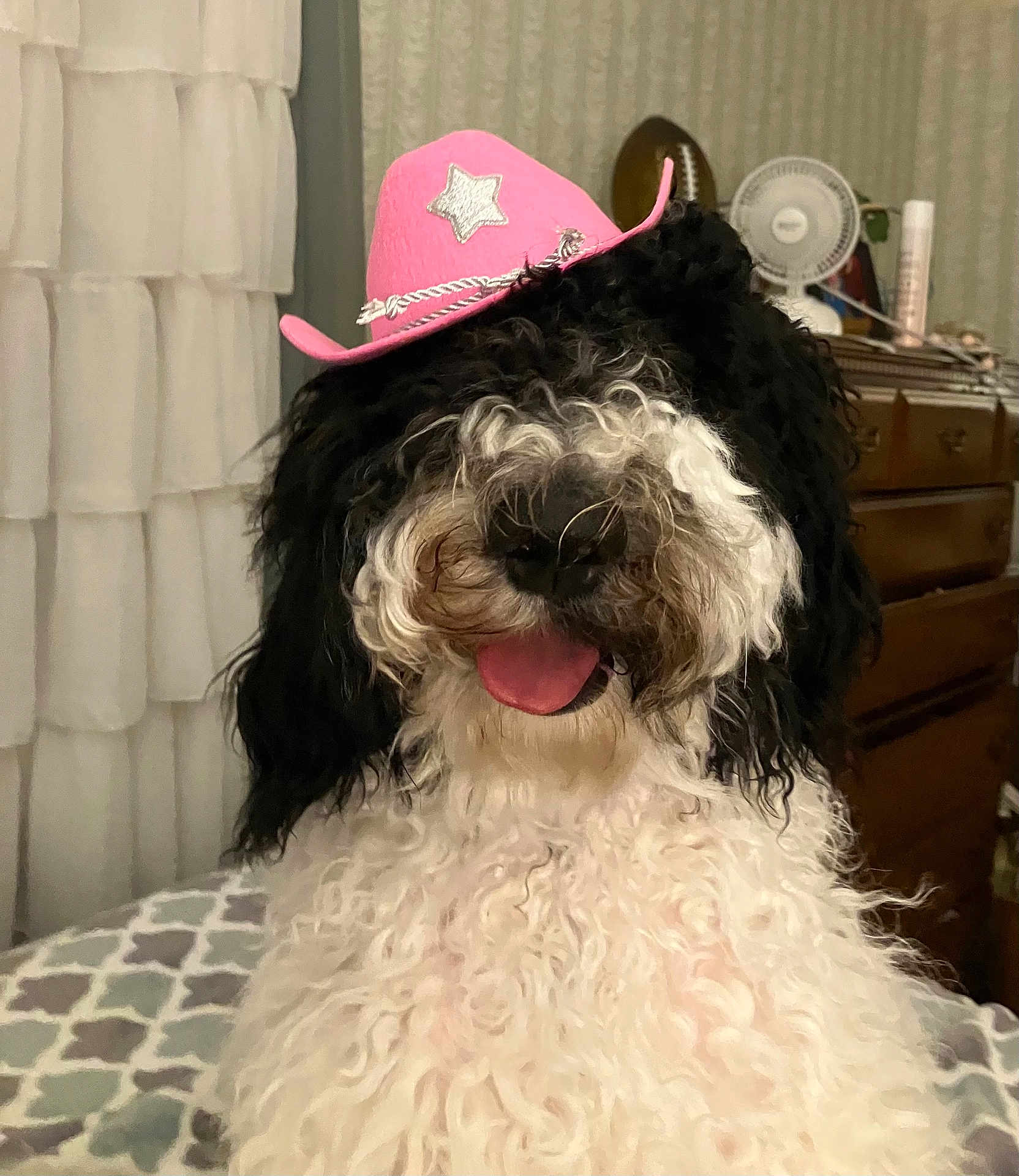 Breezi is registered to the contest to win money with this photo: dog, pet, indoor, curly_fur, black_and_white, cowboy_hat, pink_hat, tongue_out, cute, fluffy, bedspread, dresser, fan, decor, animal, portrait, companion, domestic_animal, fur, smiling
