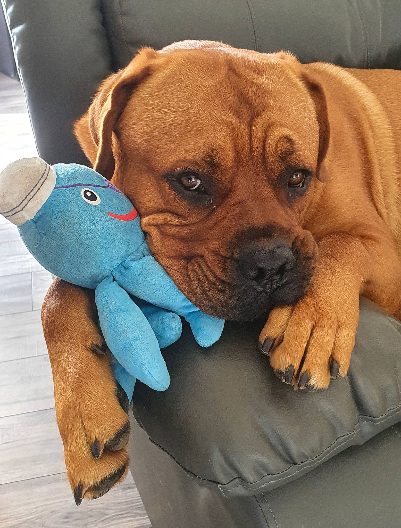 Beau joined the competition — help win amazing prizes! canidae, carnivore, comfort, companion_dog, dog, dog_breed, dog_supply, electric_blue, fawn, fur, gesture, liver, pet_supply, snout, sporting_group, stuffed_toy, toy, whiskers, working_animal, wrinkle