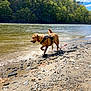 dog, water, river, rocks, sand, harness, leash, outdoor, nature, trees, sky, clouds, sunny, animal, pet, walking, daytime, canine, playful, landscape