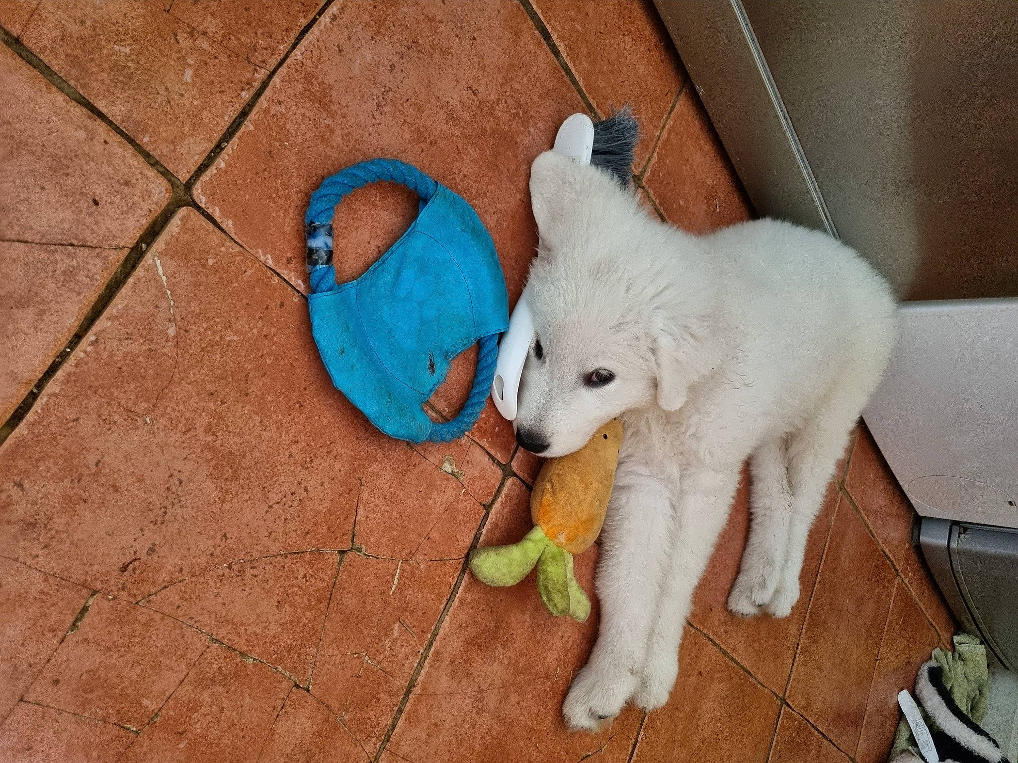 Seppi Bear joined the competition — help win amazing prizes! canidae, carnivore, claw, companion_dog, dog, dog_breed, electric_blue, fawn, felidae, flooring, fur, non_sporting_group, sheep, snout, sporting_group, tail, terrestrial_animal, toy, wood, working_animal